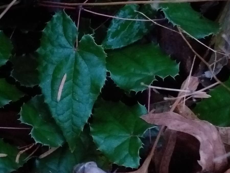 Epimedium membranaceum — houseplant care guide