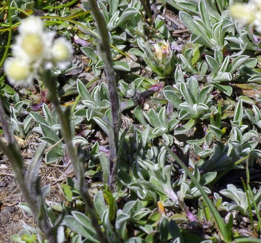 Antennaria lanata