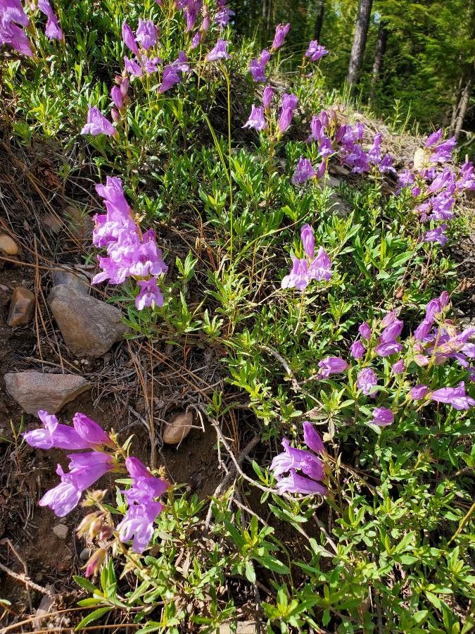 Penstemon fruticosus leaf