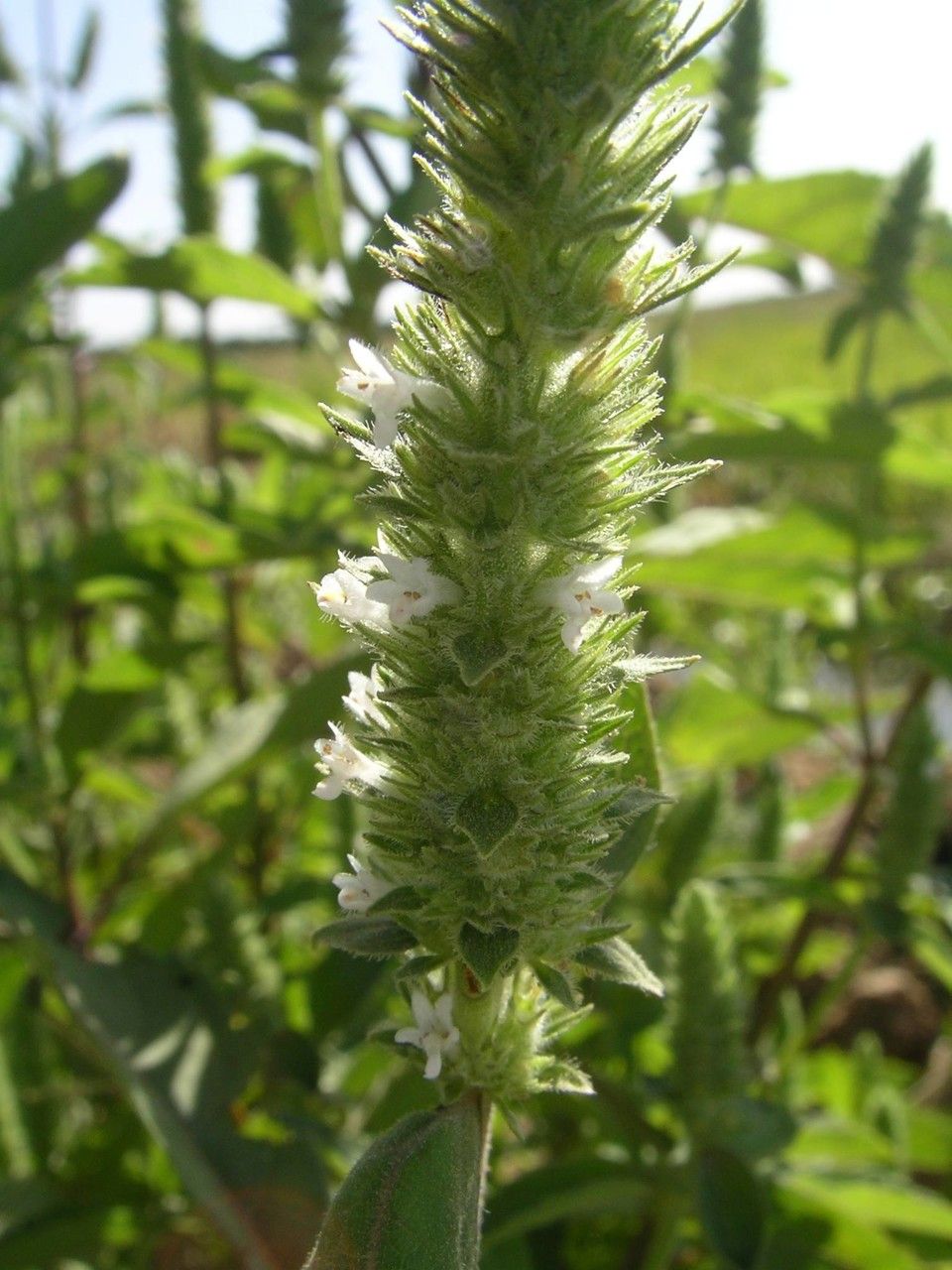 Hyptis spicigera flower