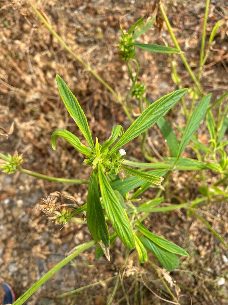 Leucas lavandulifolia — houseplant care guide