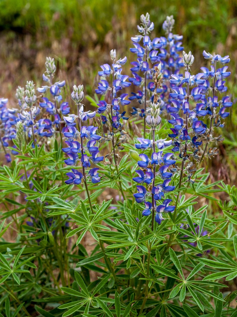 Lupinus sericeus leaf
