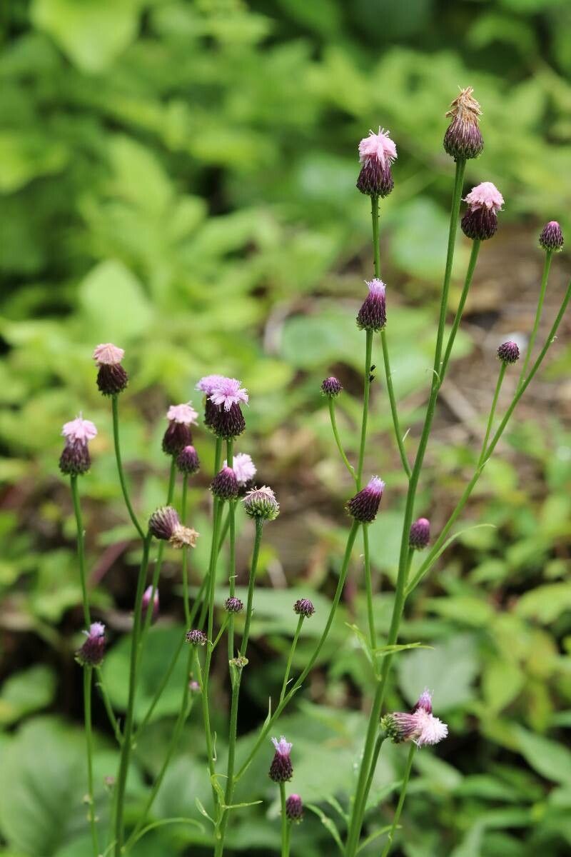 Saussurea lyrata flower