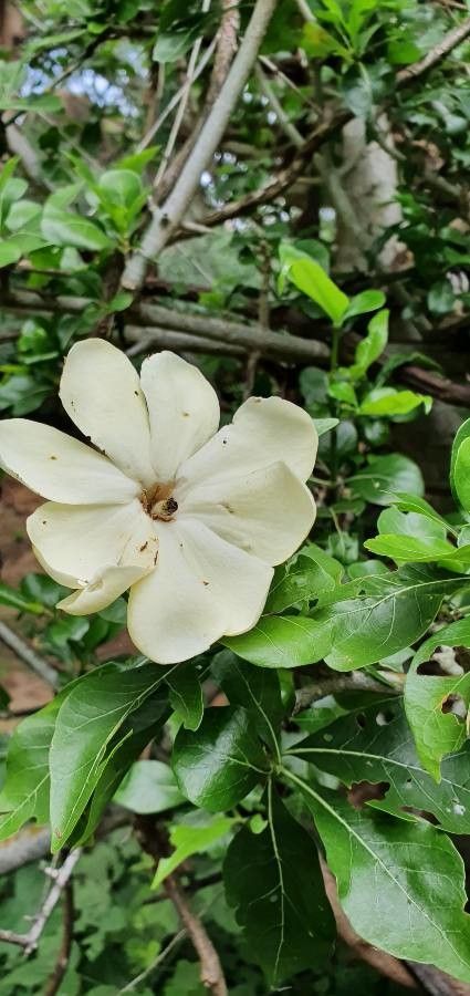 Gardenia ternifolia flower