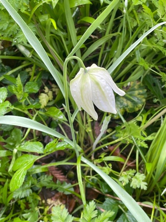 Fritillaria meleagris