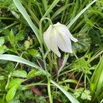 Fritillaria meleagris