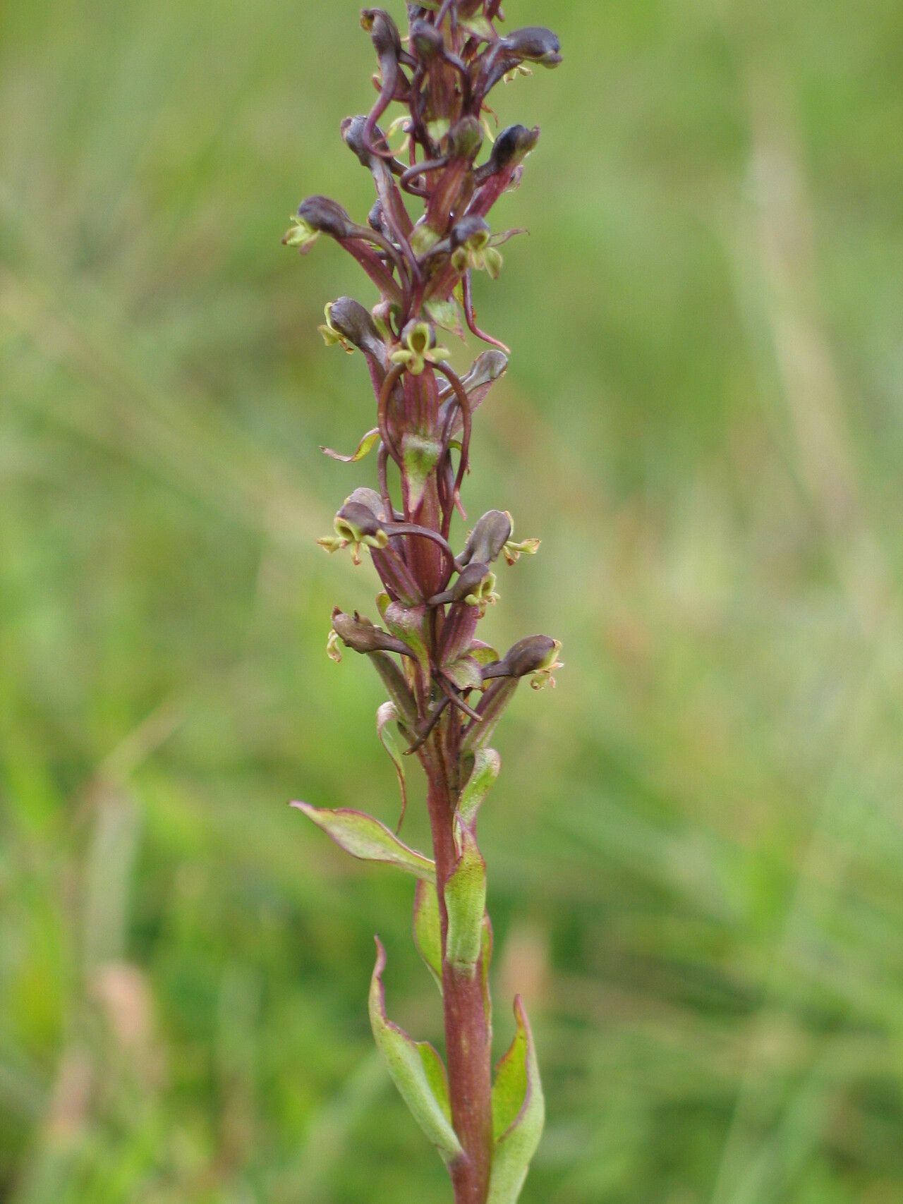 Satyrium riparium flower
