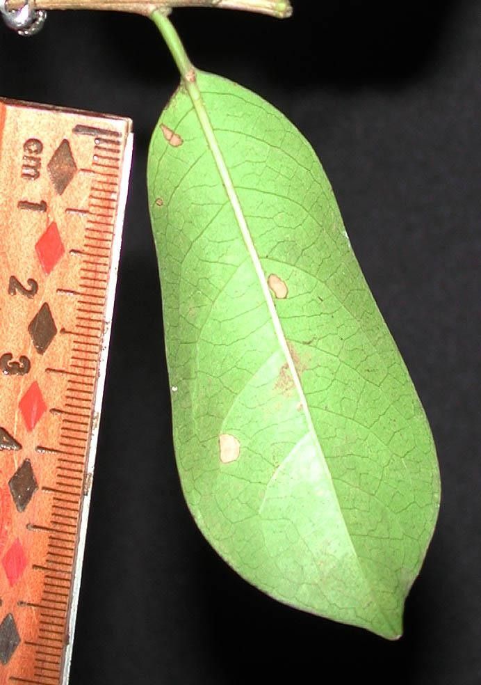 Ilex ramonensis — search result for 'Ilex'