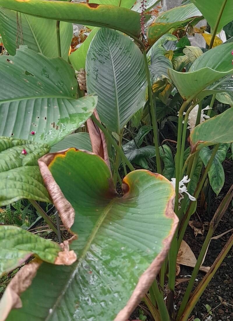 Goeppertia burle-marxii habit