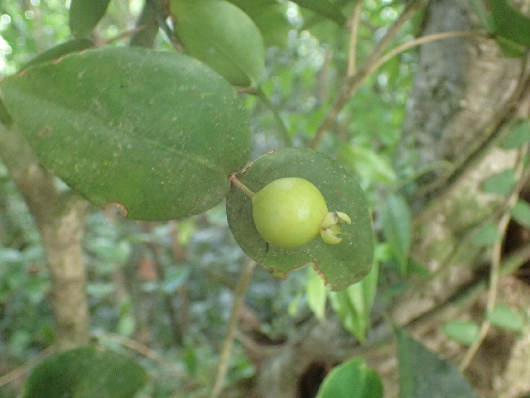 Eugenia gryposperma fruit