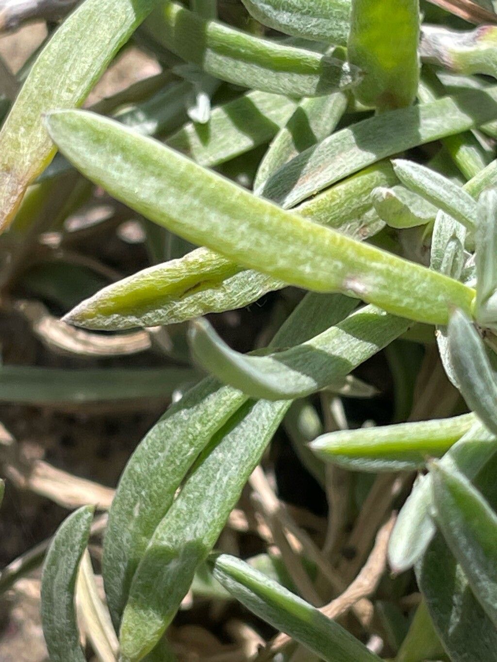 Atractylis arbuscula — related species from the same genus