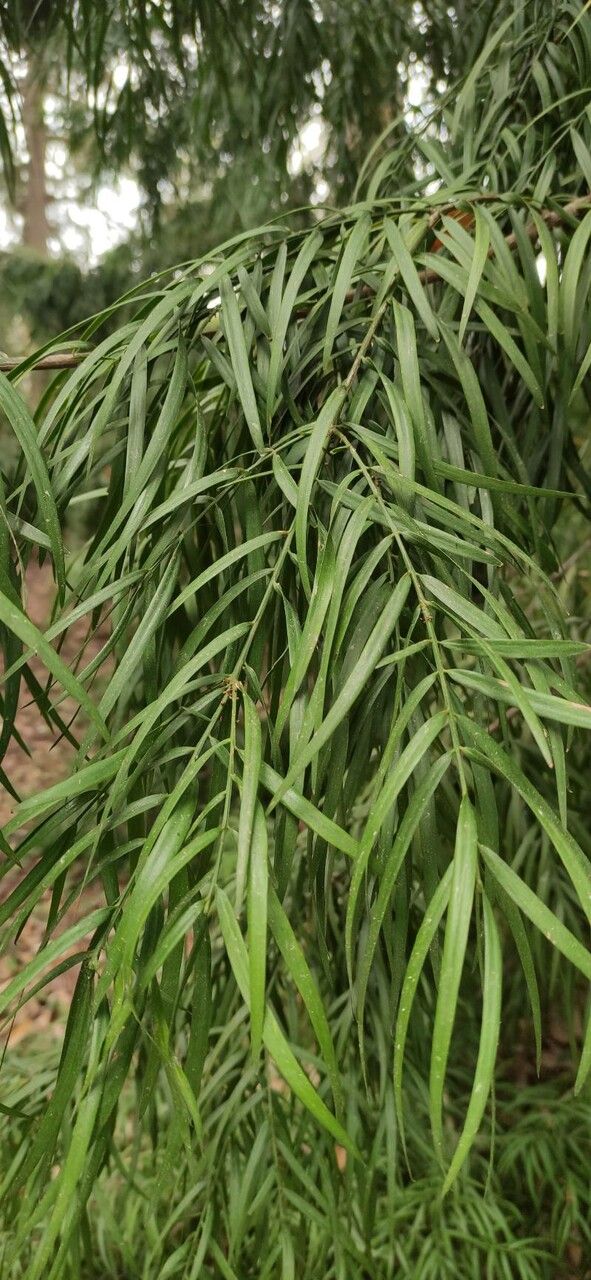 Afrocarpus gracilior leaf