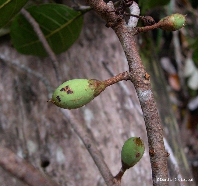 Pycnandra bourailensis fruit