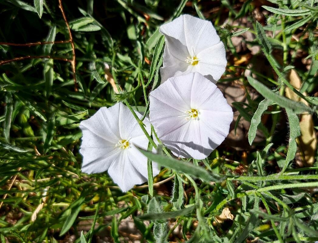Convolvulus valentinus flower