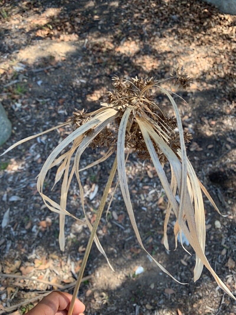 Cyperus javanicus leaf