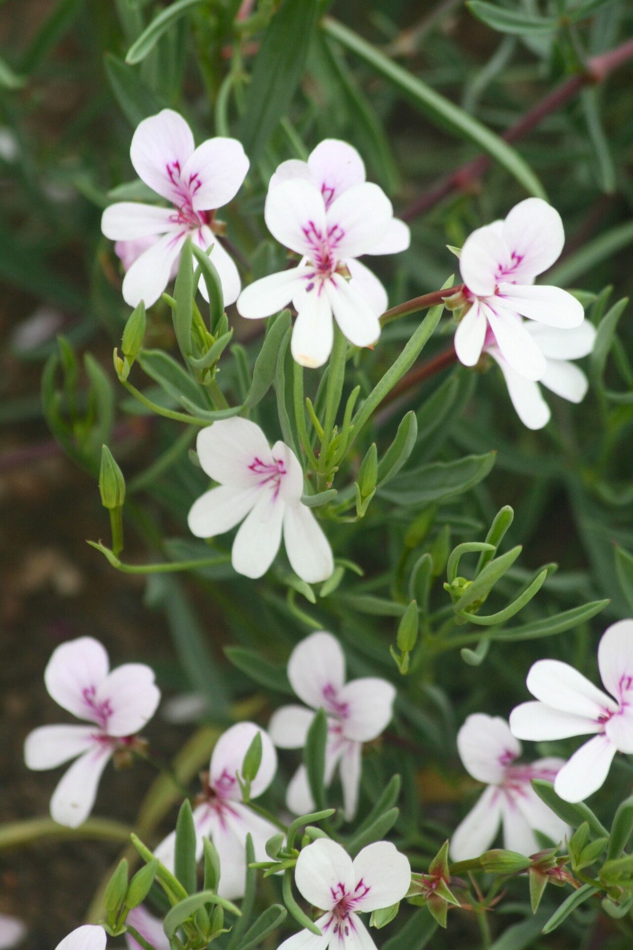 Pelargonium laevigatum — houseplant care guide
