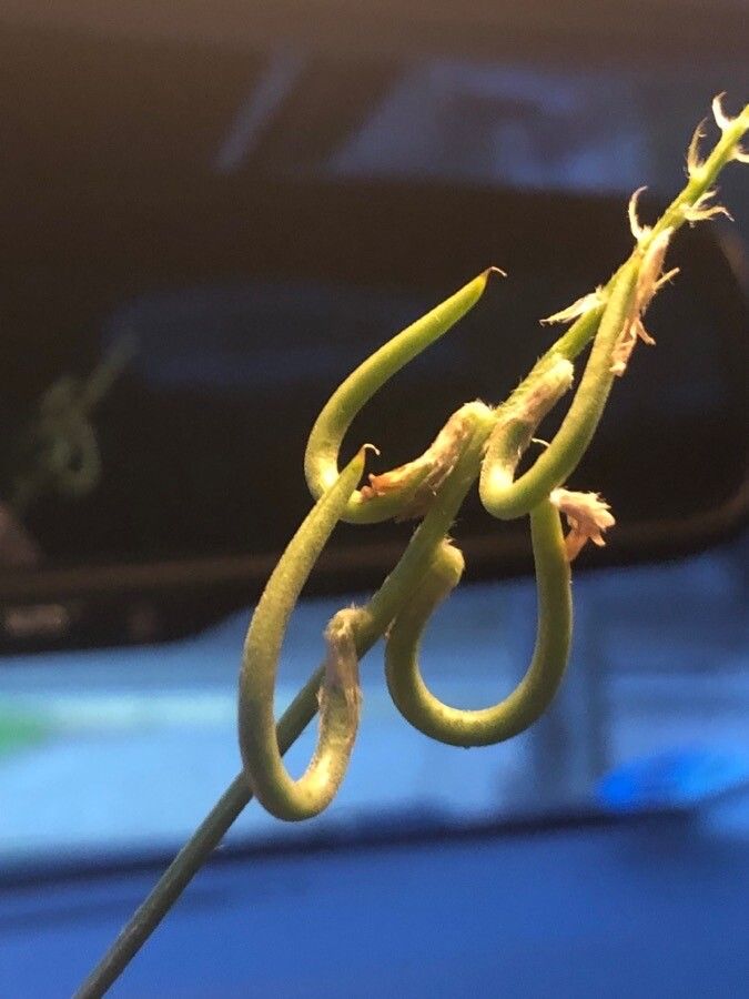 Astragalus hamosus fruit