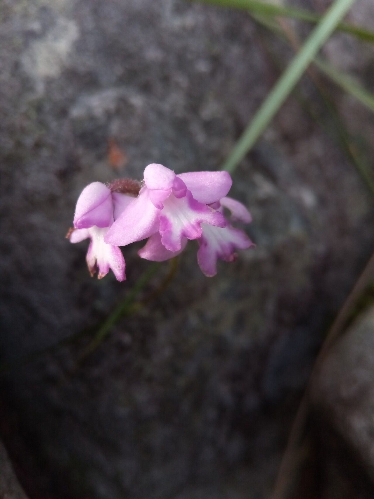 Cynorkis cardiophylla flower