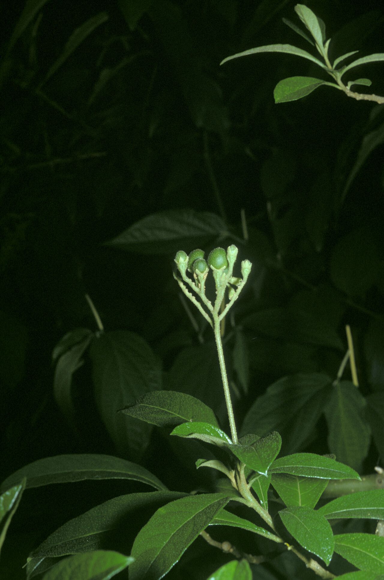 Solanum asperum fruit