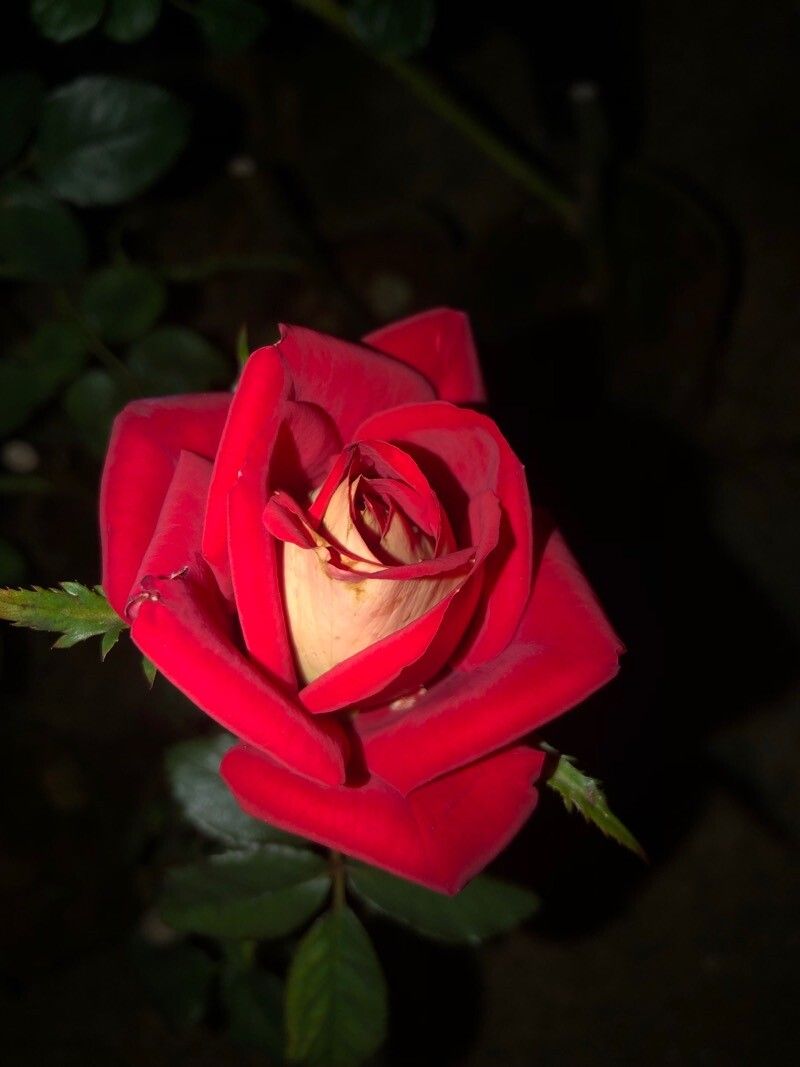 Rosa bridgesii flower