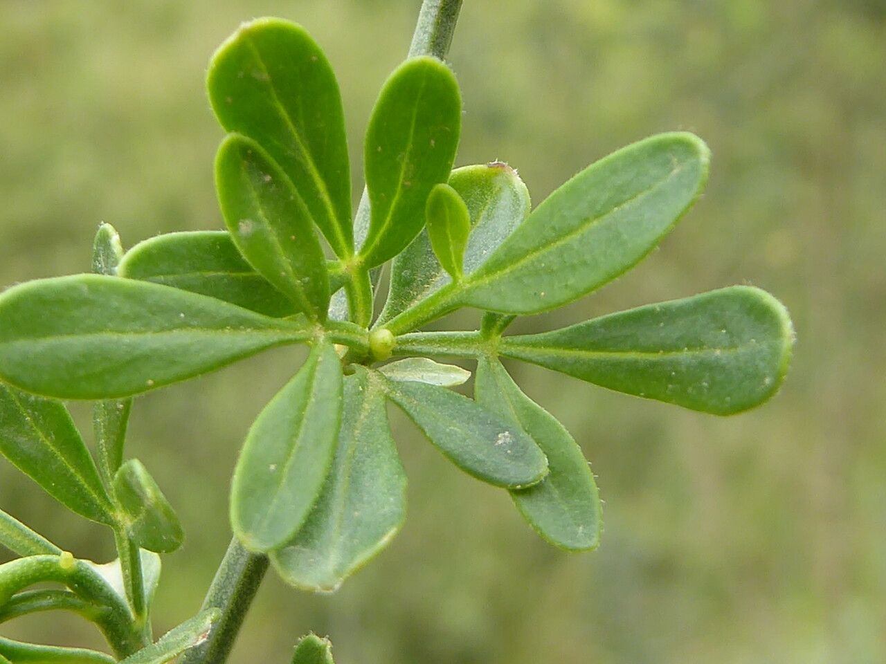 Jasminum fruticans — search result for 'Jasminum'