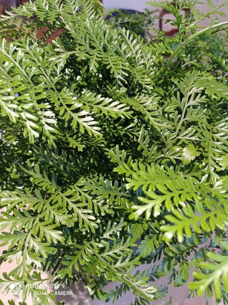 Asplenium dimorphum leaf