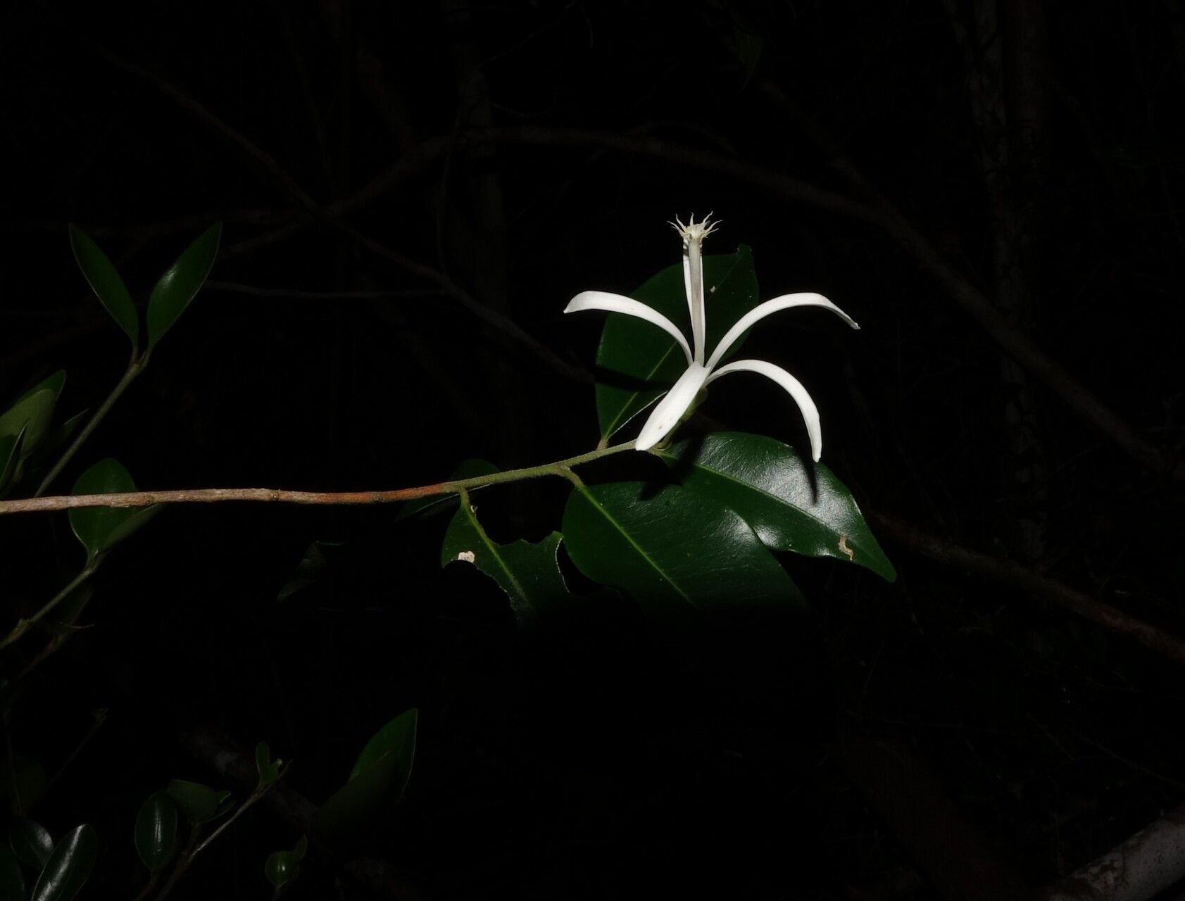 Turraea rostrata flower