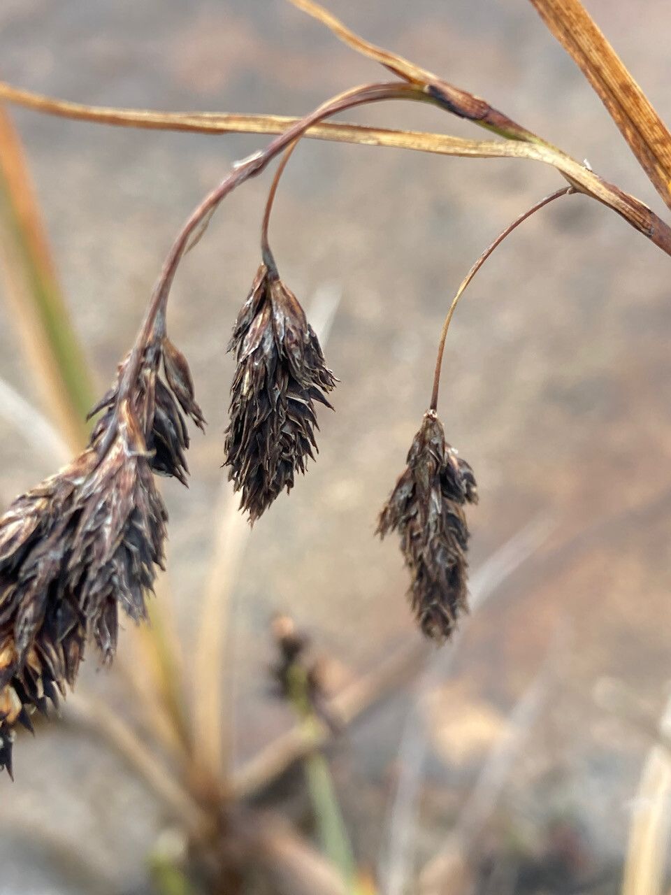 Carex pichinchensis flower