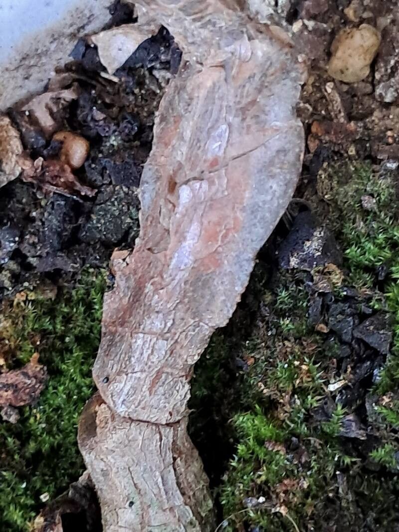 Rhipsalidopsis gaertneri bark