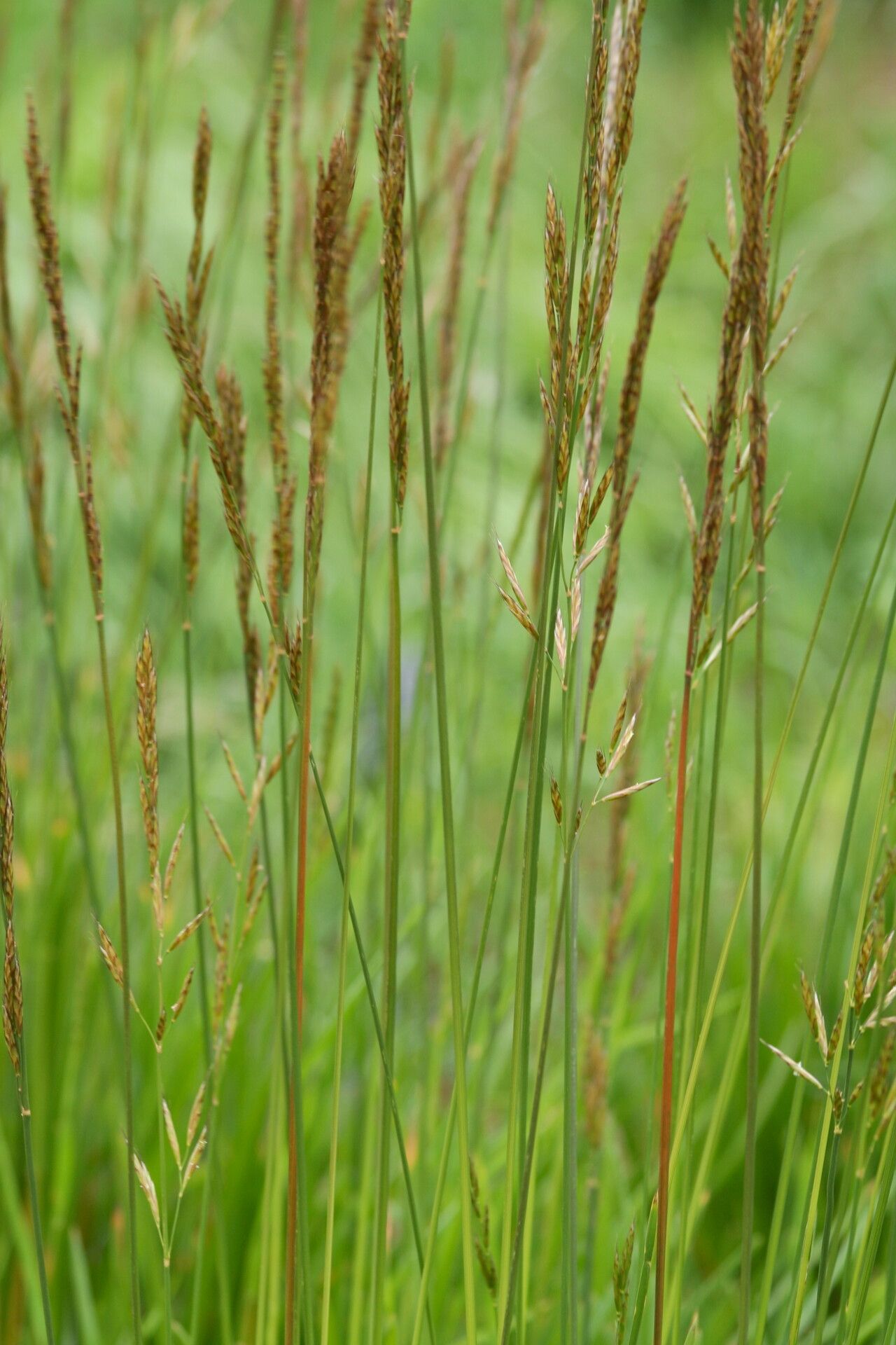 Helictotrichon planiculme — search result for 'Helictotrichon'