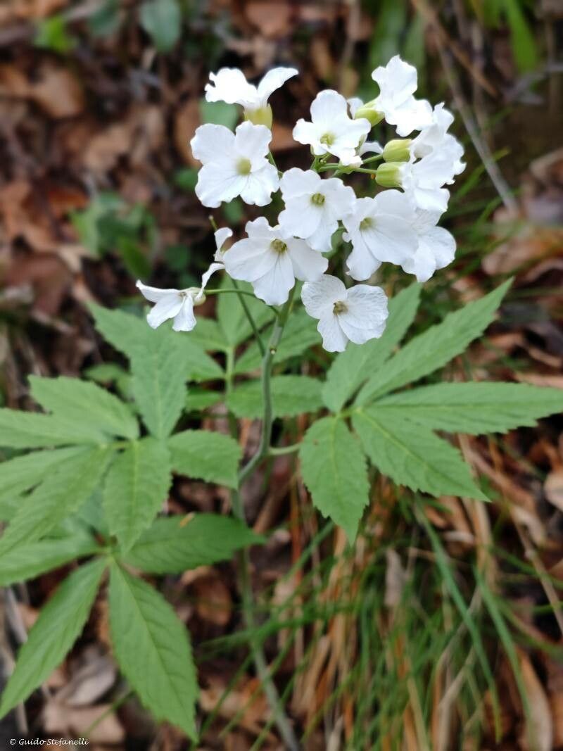 Cardamine heptaphylla flower