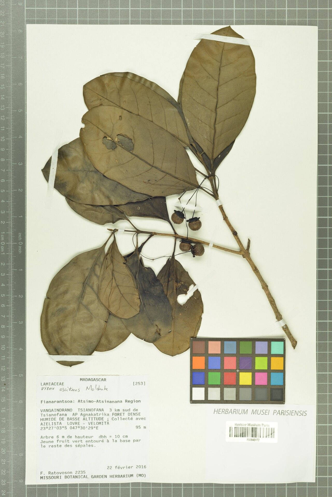 Vitex oscitans — houseplant care guide