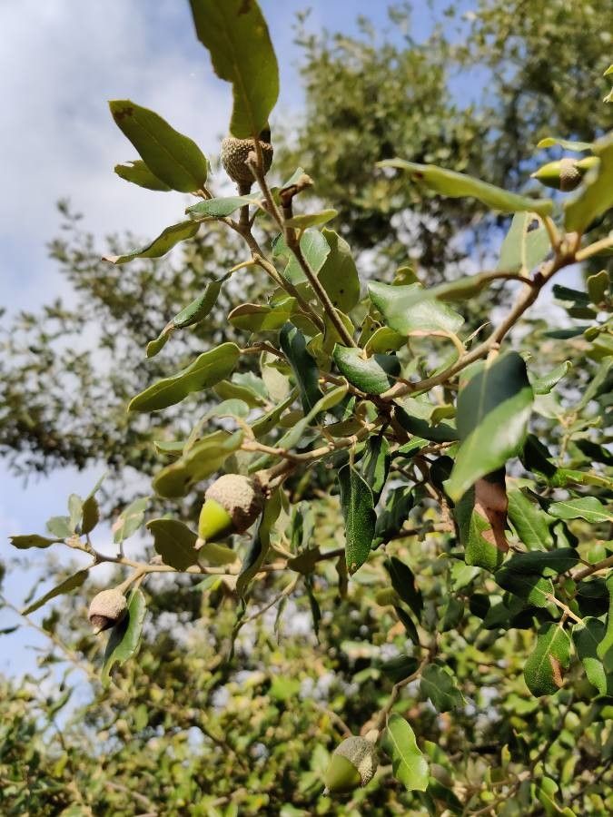 Quercus chrysolepis fruit