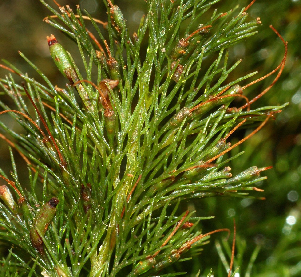 Trichomanes laetum leaf