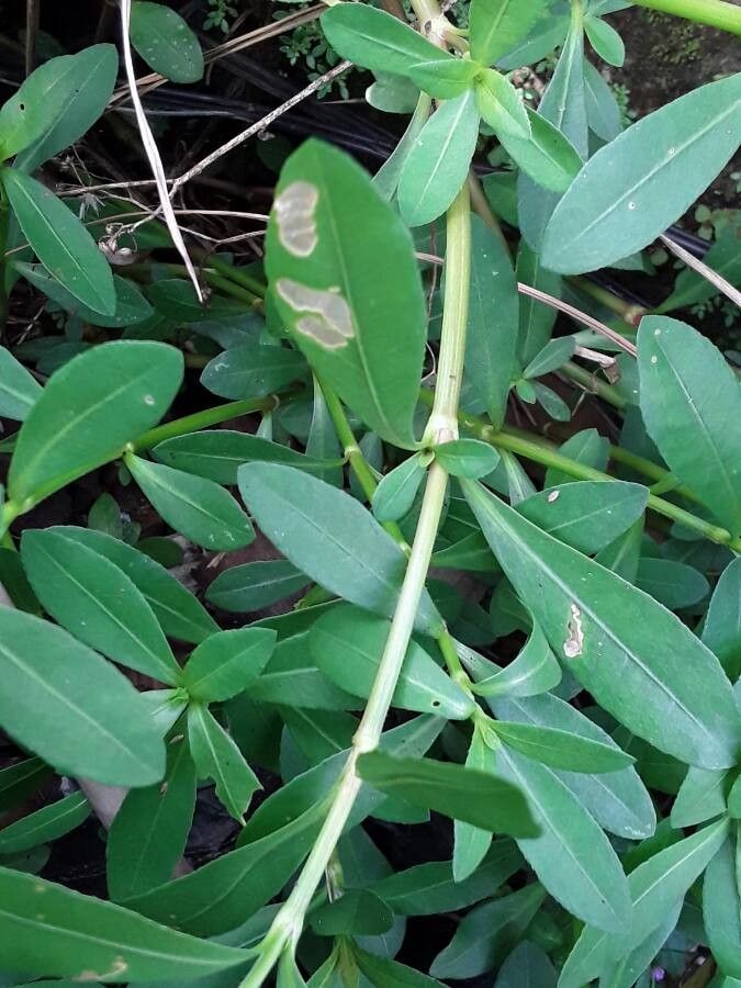 Alternanthera philoxeroides bark