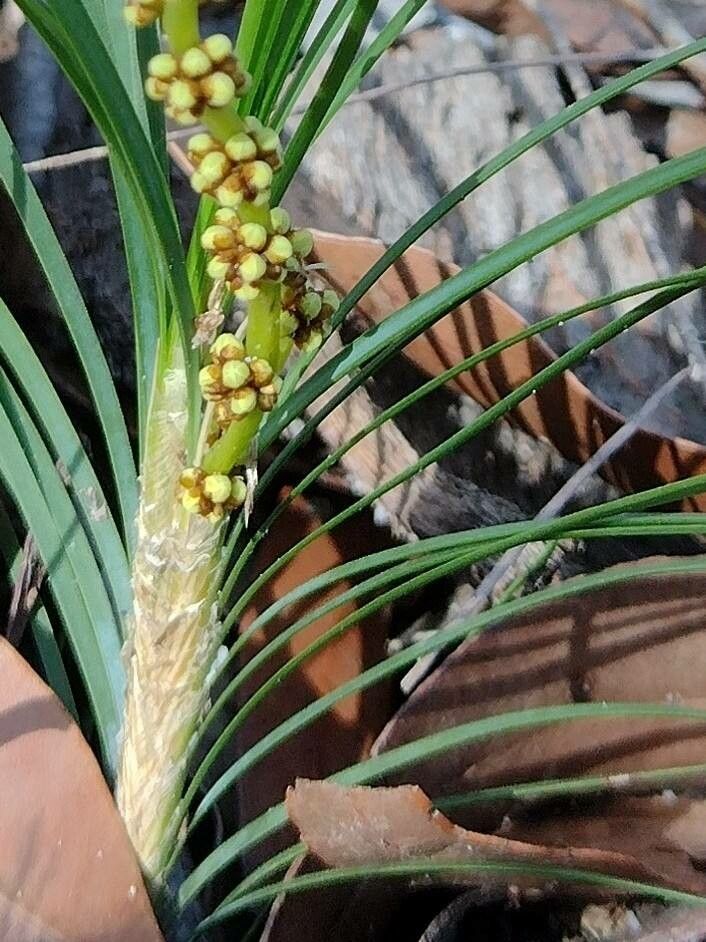 Lomandra glauca flower