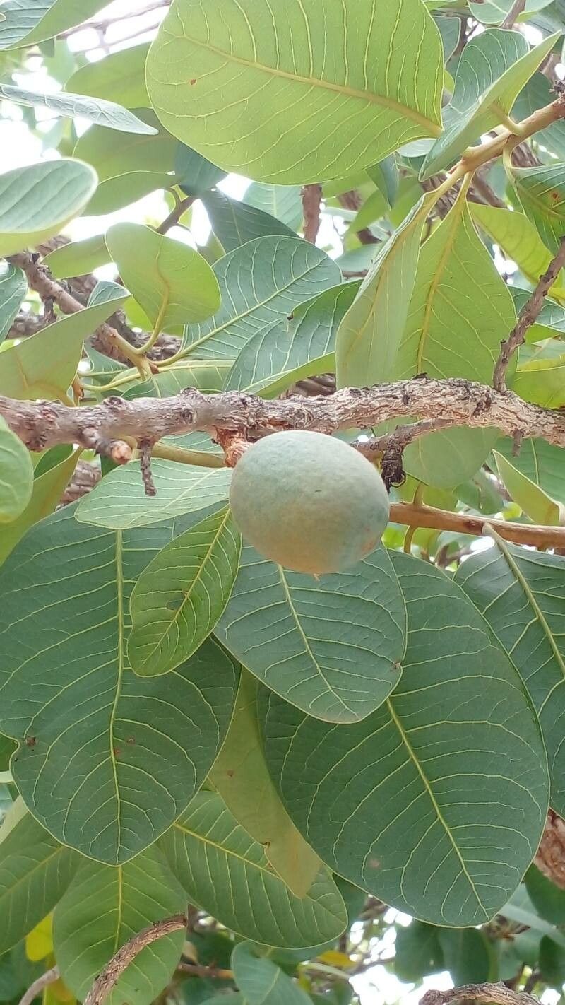 Pouteria ramiflora fruit