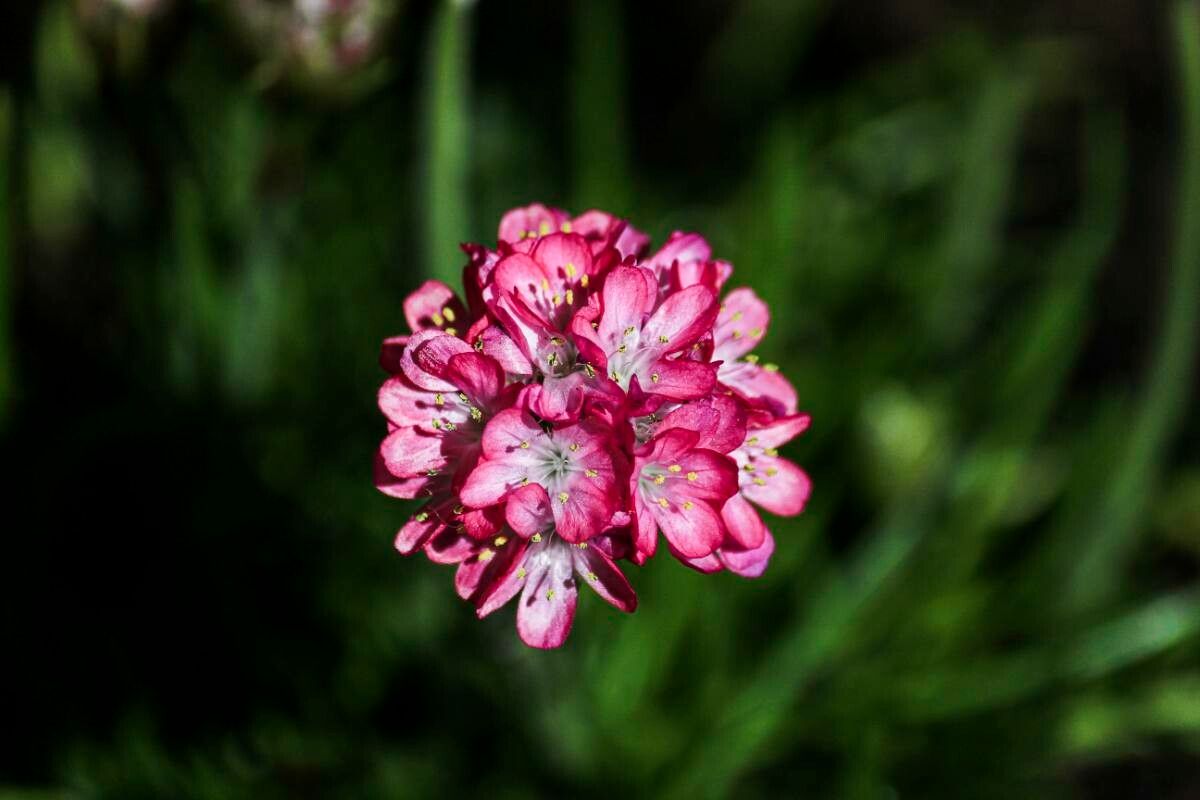 Armeria pinifolia flower