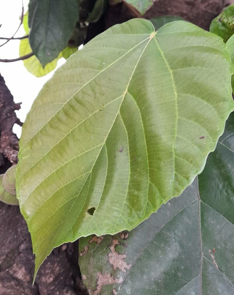 Ficus auriculata — search result for 'Moraceae'