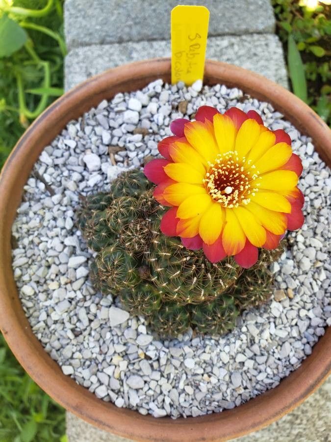 Sulcorebutia tarabucoensis flower
