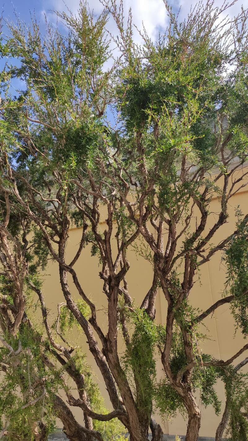 Kunzea peduncularis habit