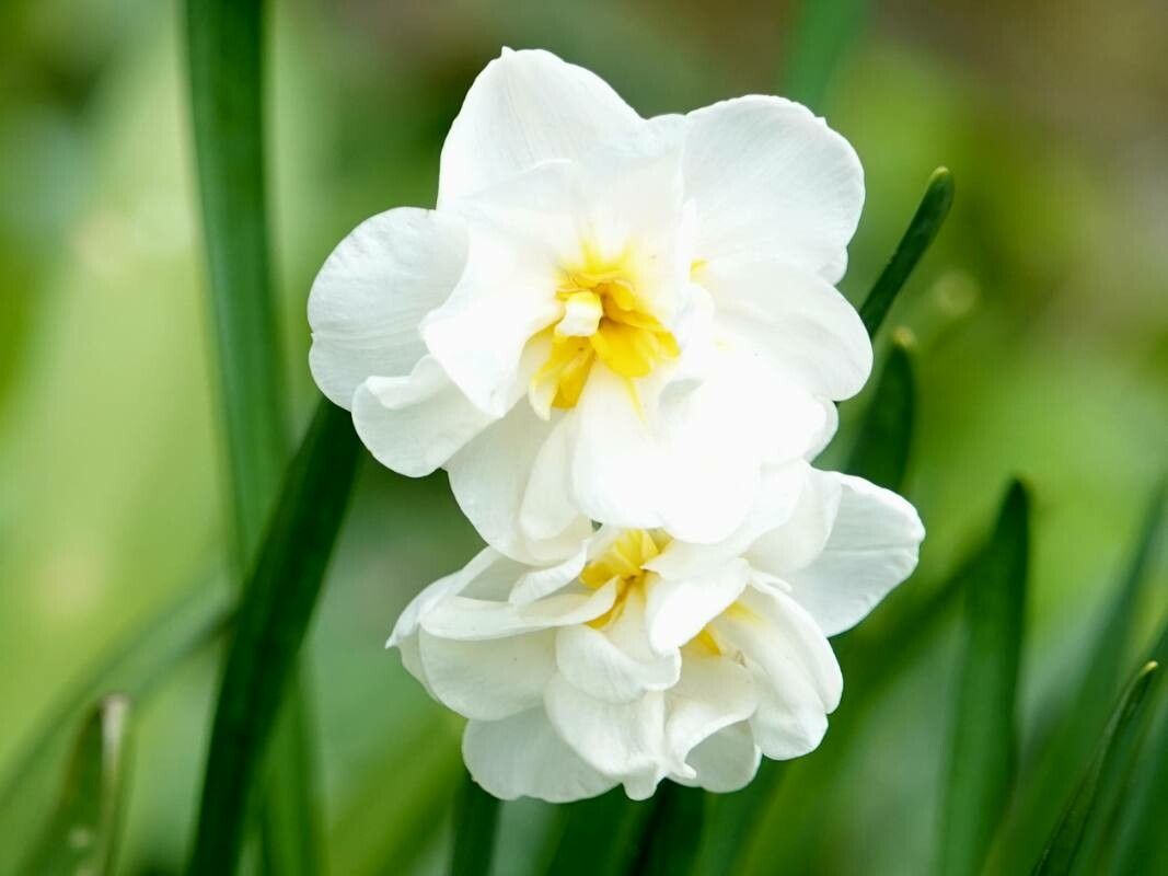 Narcissus × incomparabilis flower