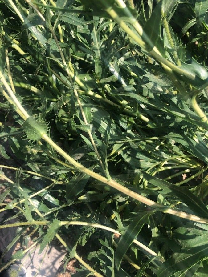 Carthamus dianius — search result for 'Carthamus'