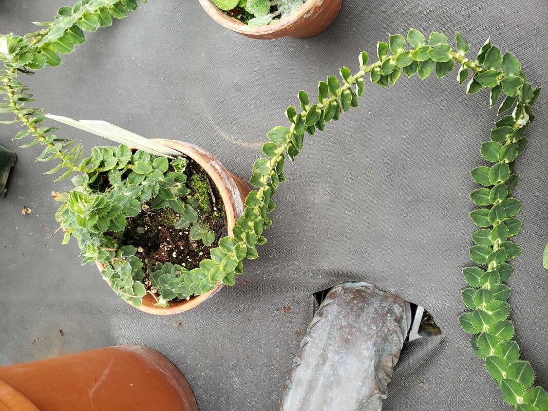 Freycinetia elegantula habit