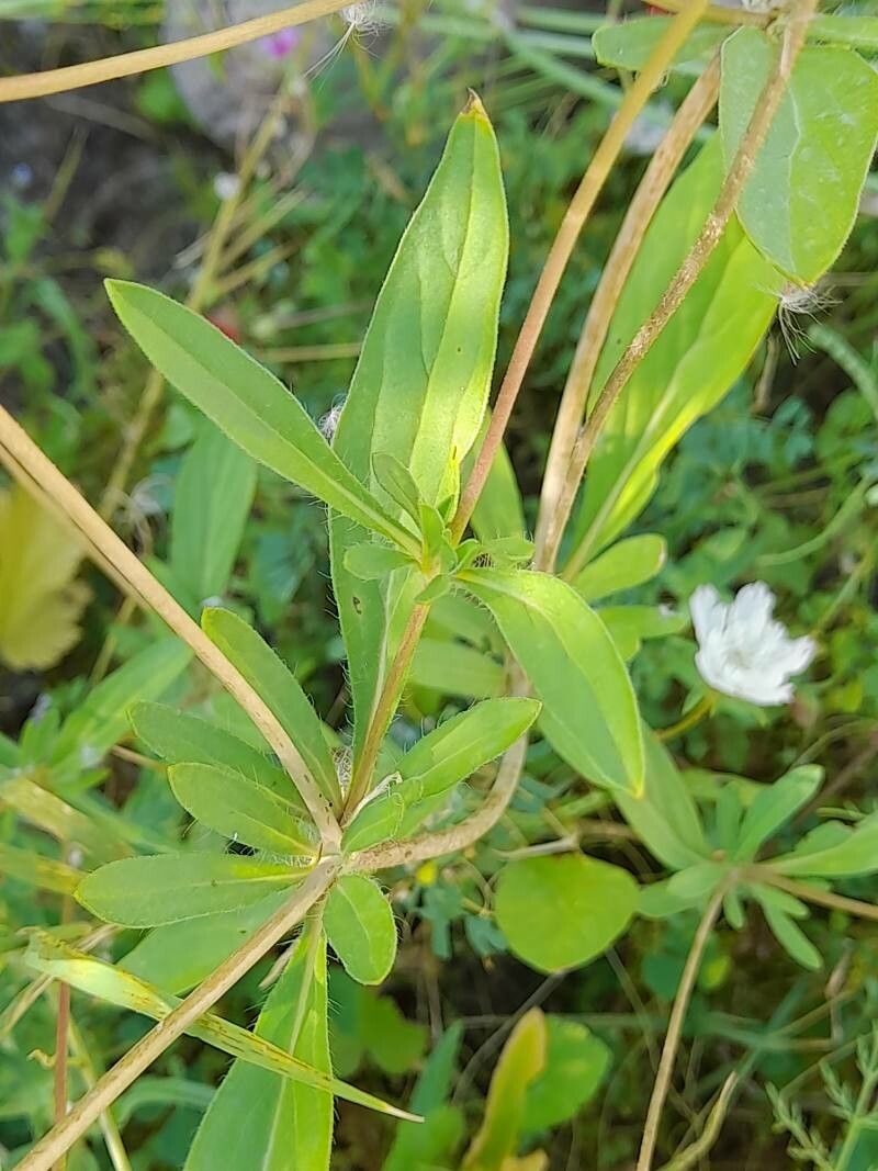 Lomelosia palaestina leaf