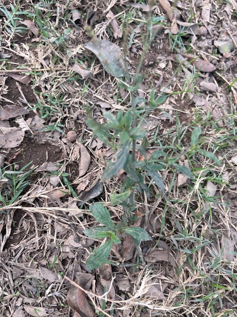 Verbena litoralis leaf
