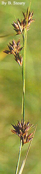 Rhynchospora glomerata — search result for 'Cyperaceae'