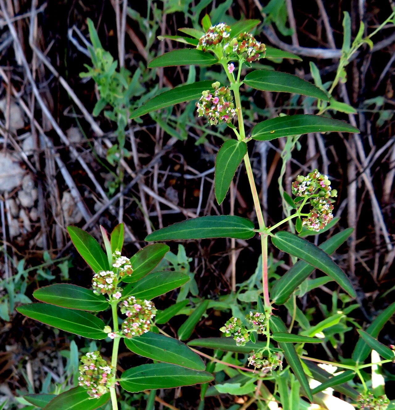 Euphorbia indica flower