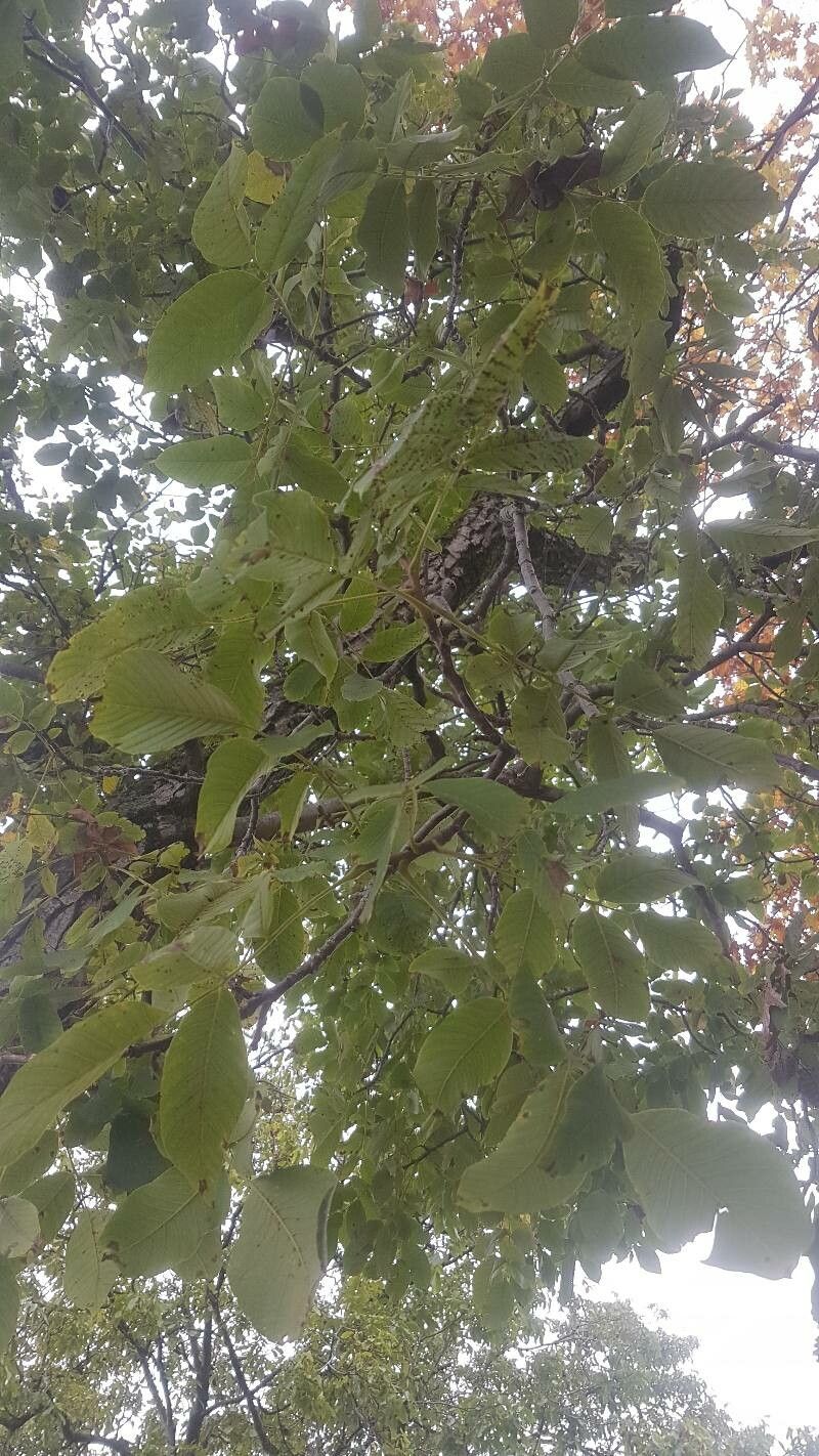 Juglans x intermedia — search result for 'Juglans'