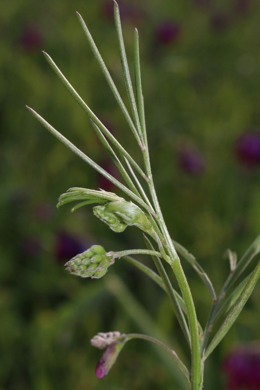 Vicia sicula habit